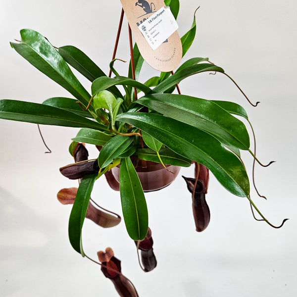 Nepenthes Monkey Jars Bill 14cm H45cm