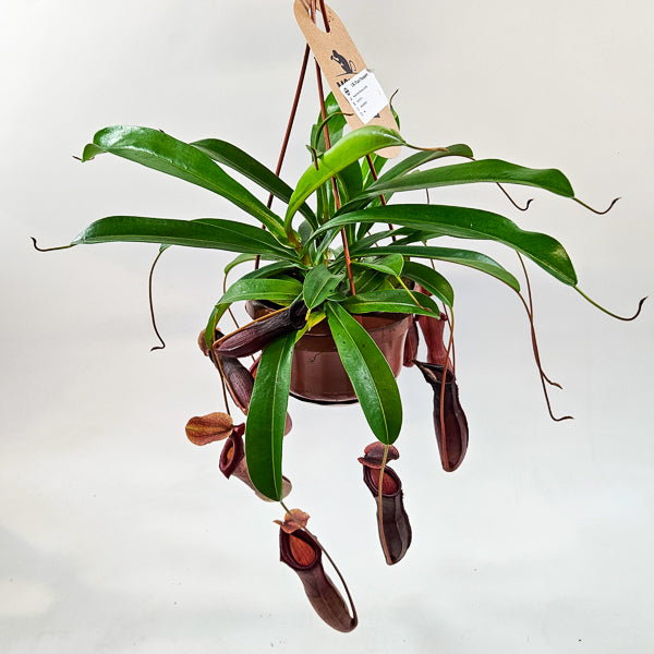 Nepenthes Monkey Jars Bill 14cm H45cm