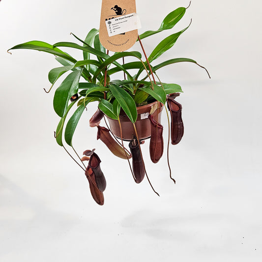 Nepenthes Monkey Jars Bill 14cm H45cm