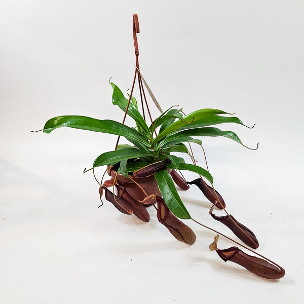 Nepenthes Monkey Jars Bill 14cm H45cm