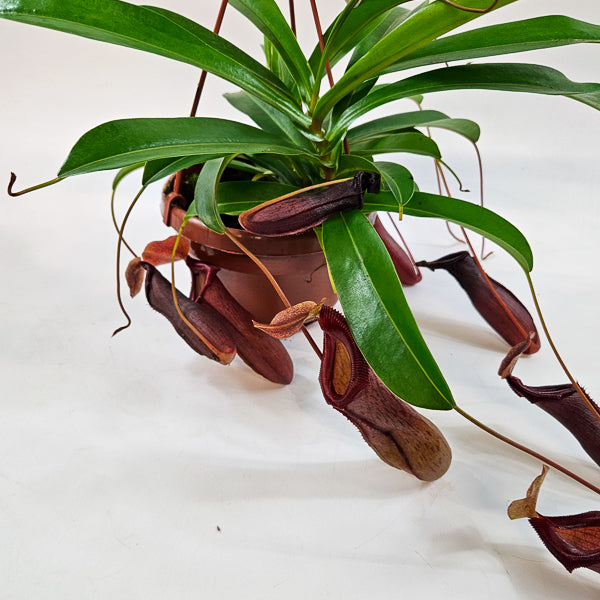 Nepenthes Monkey Jars Bill 14cm H45cm