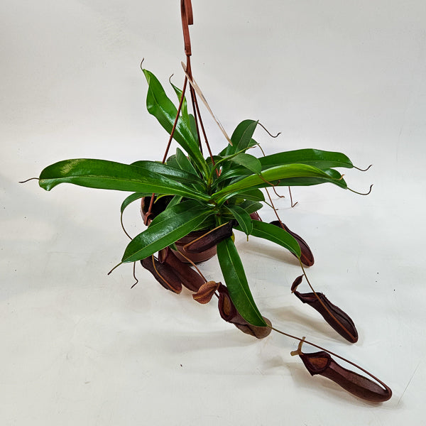 Nepenthes Monkey Jars Bill 14cm H45cm