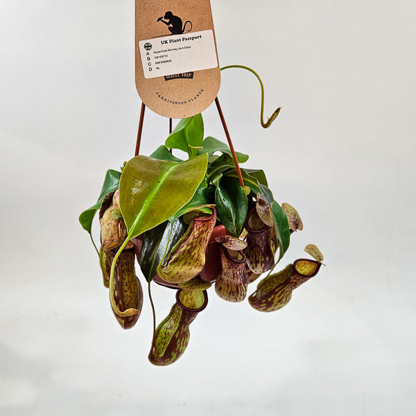 Nepenthes Monkey Jars Gaya 14cm H45cm