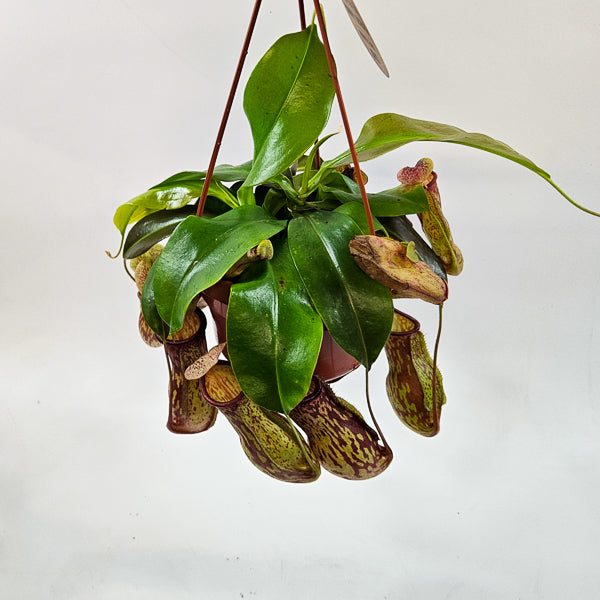 Nepenthes Monkey Jars Gaya 14cm H45cm