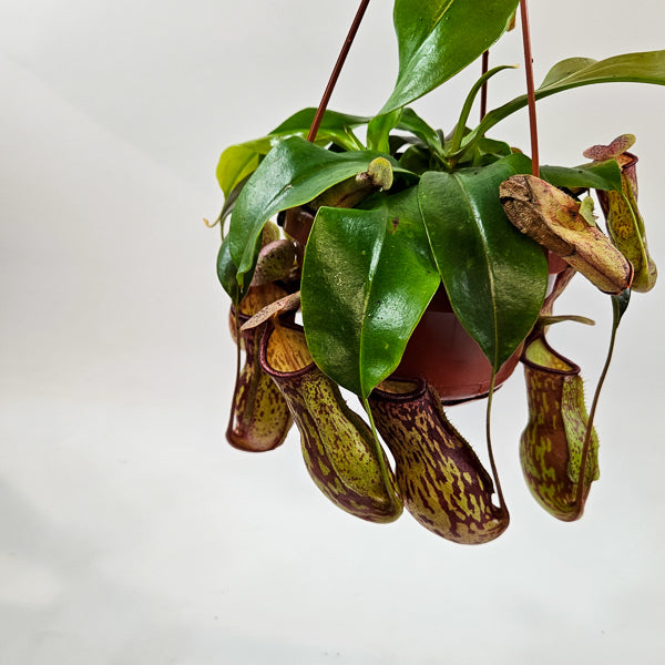 Nepenthes Monkey Jars Gaya 14cm H45cm