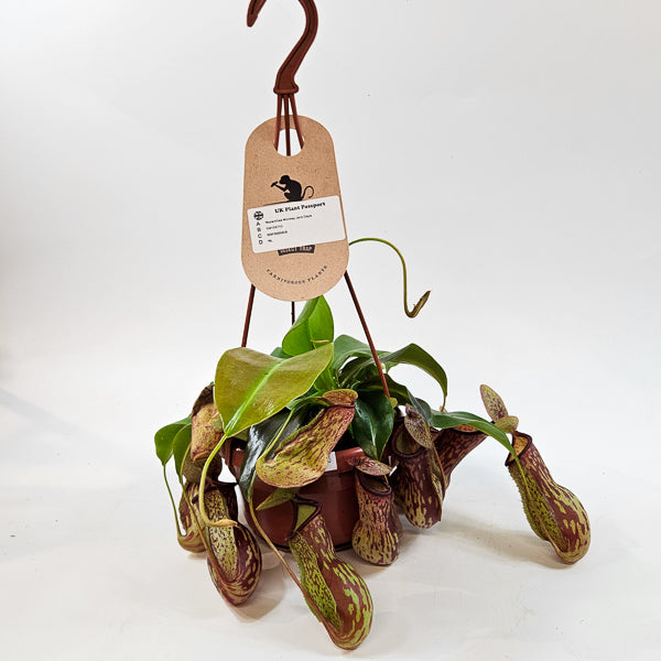 Nepenthes Monkey Jars Gaya 14cm H45cm