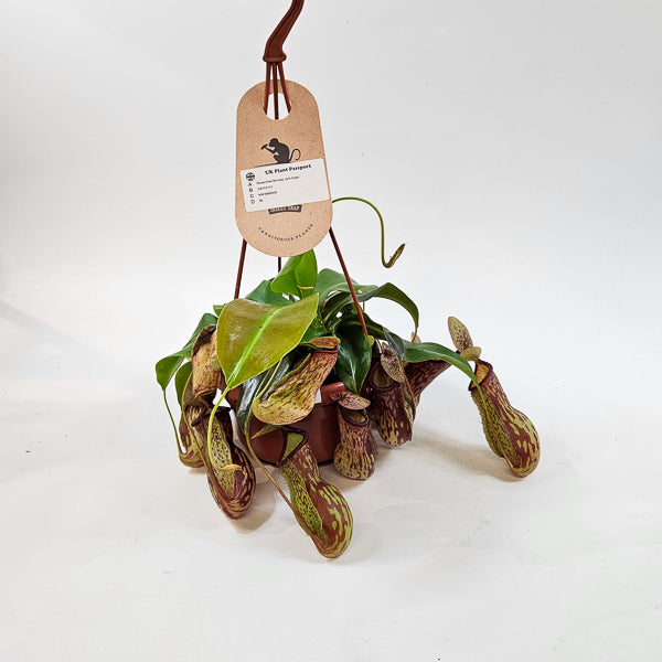Nepenthes Monkey Jars Gaya 14cm H45cm