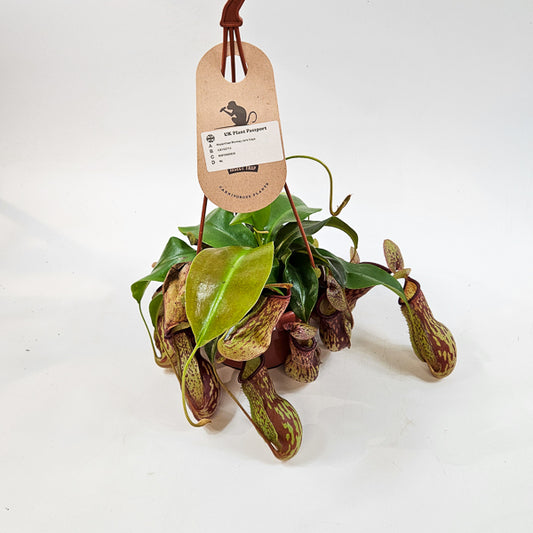 Nepenthes Monkey Jars Gaya 14cm H45cm