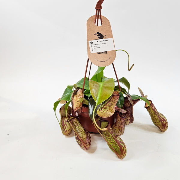 Nepenthes Monkey Jars Gaya 14cm H45cm