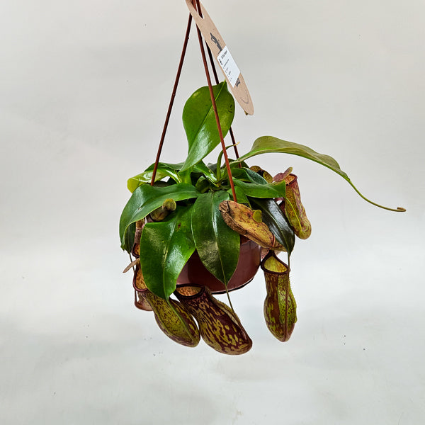 Nepenthes Monkey Jars Gaya 14cm H45cm