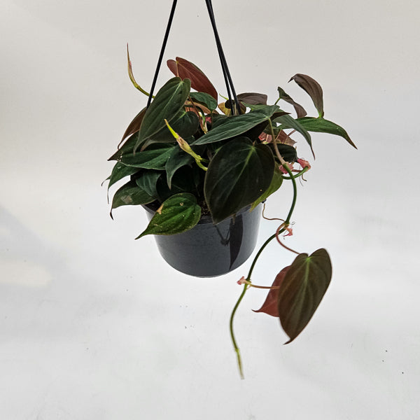 Philodendron Micans 15cm H40cm