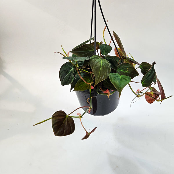 Philodendron Micans 15cm H40cm