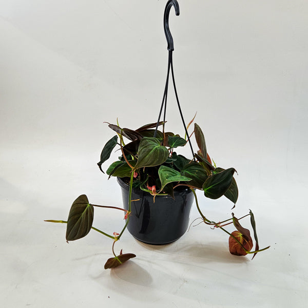 Philodendron Micans 15cm H40cm