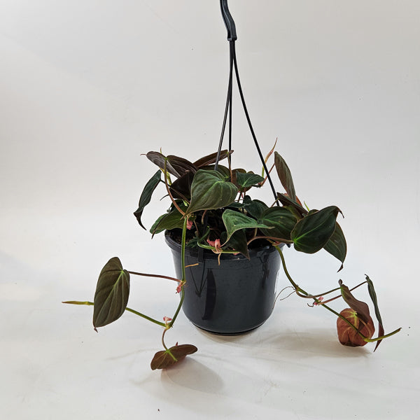 Philodendron Micans 15cm H40cm