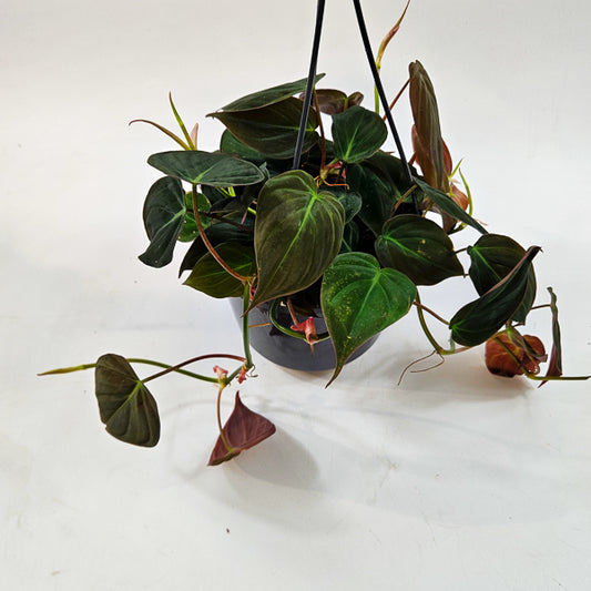Philodendron Micans 15cm H40cm