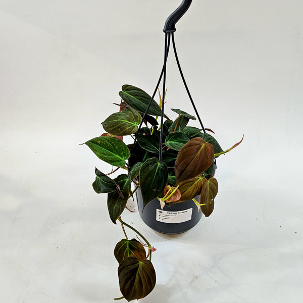 Philodendron Micans 15cm H40cm