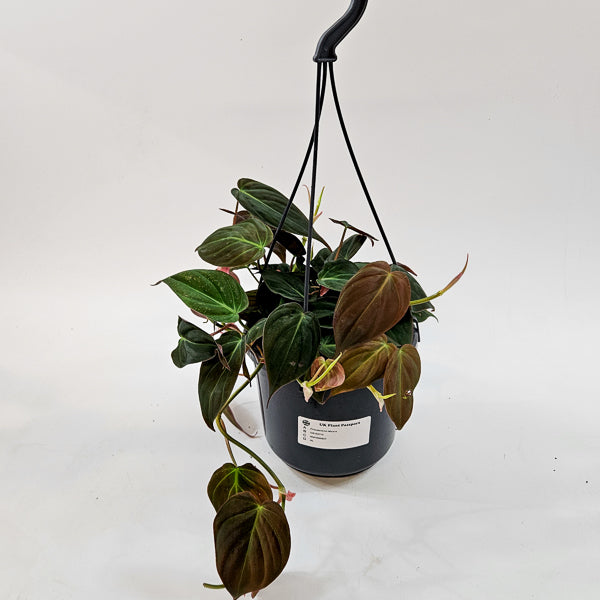 Philodendron Micans 15cm H40cm