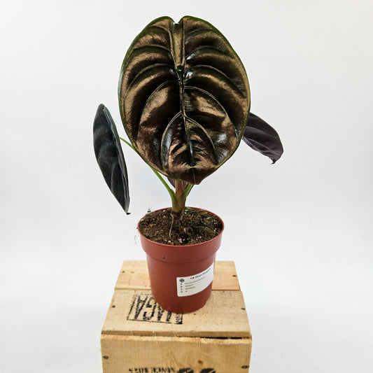 Alocasia cuprea Red Secret 12cm H30cm