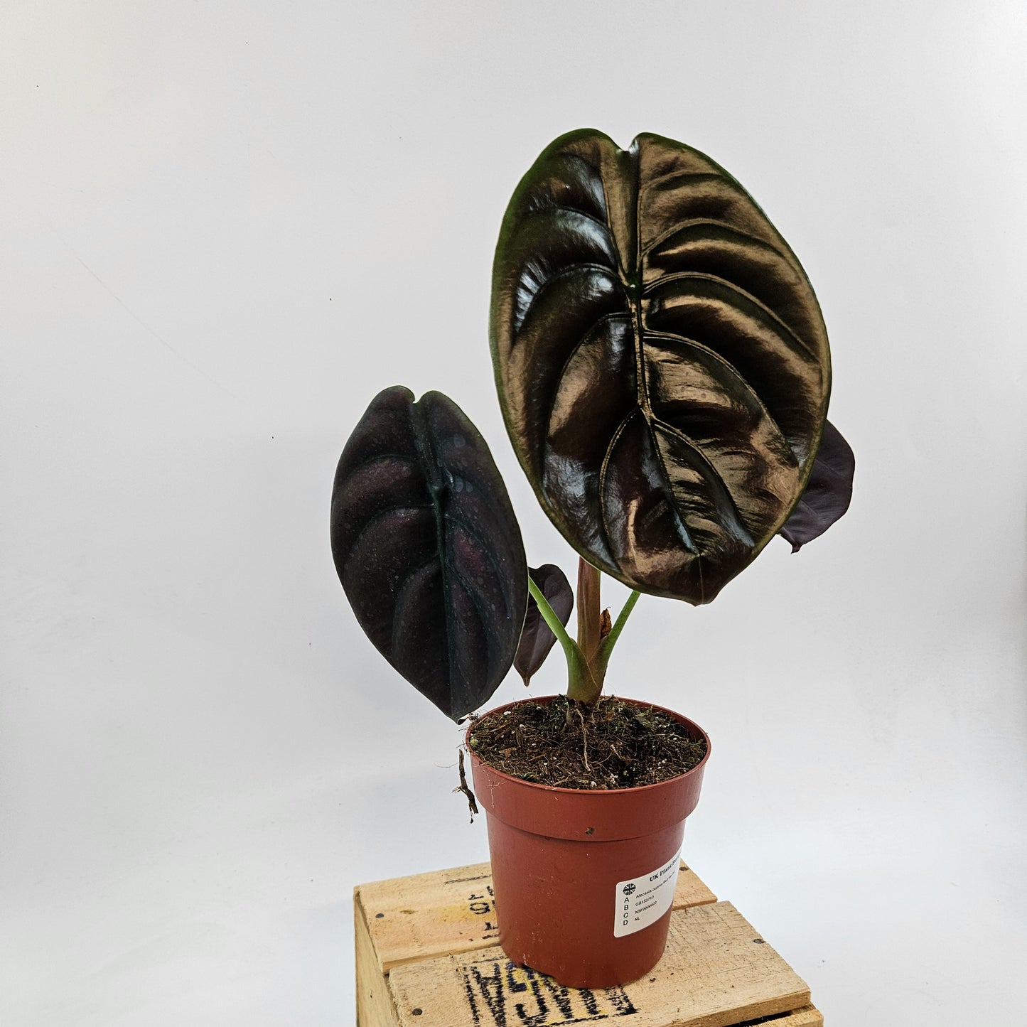 Alocasia cuprea Red Secret 12cm H30cm