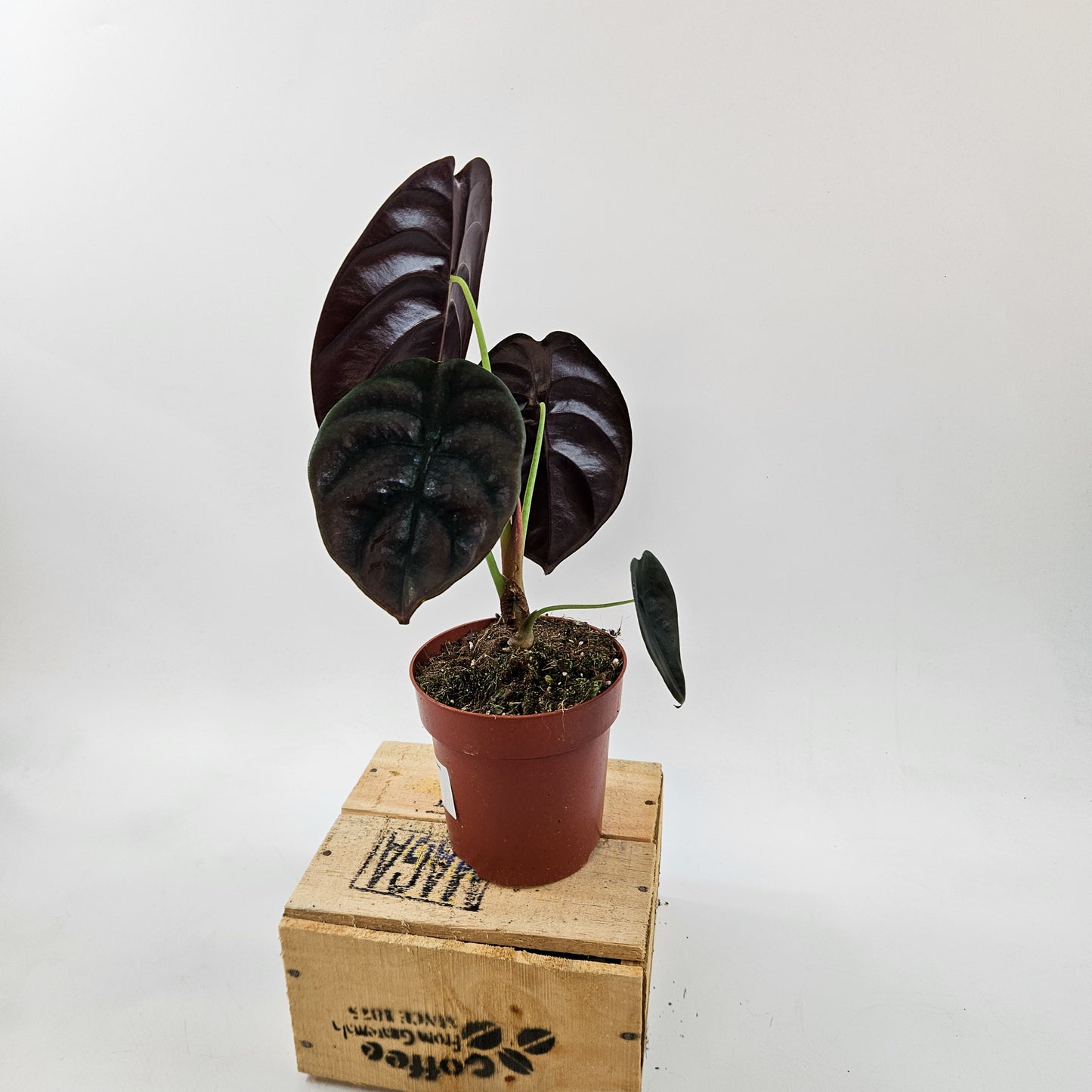 Alocasia cuprea Red Secret 12cm H30cm