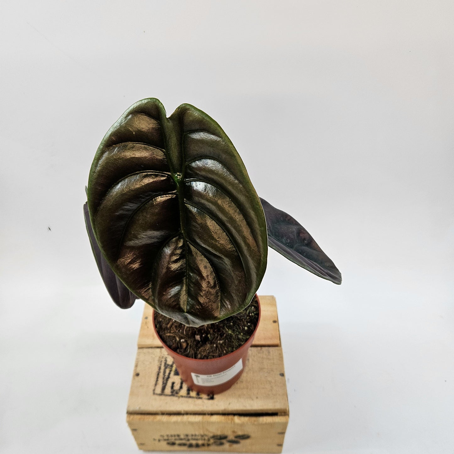 Alocasia cuprea Red Secret 12cm H30cm