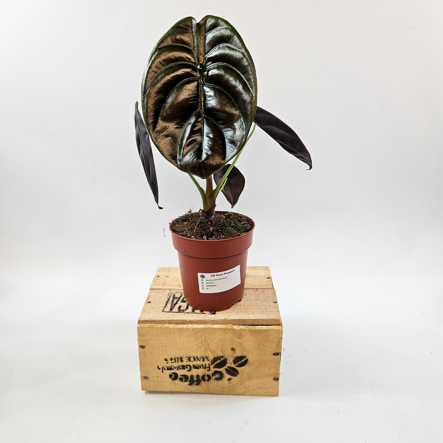 Alocasia cuprea Red Secret 12cm H30cm