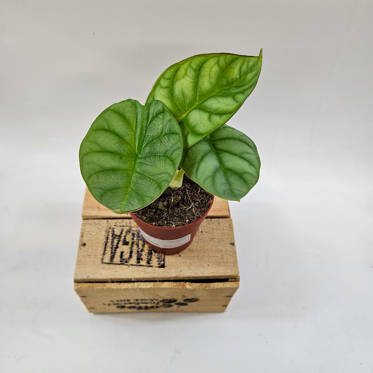 Alocasia Dragon Gold 9cm H15cm