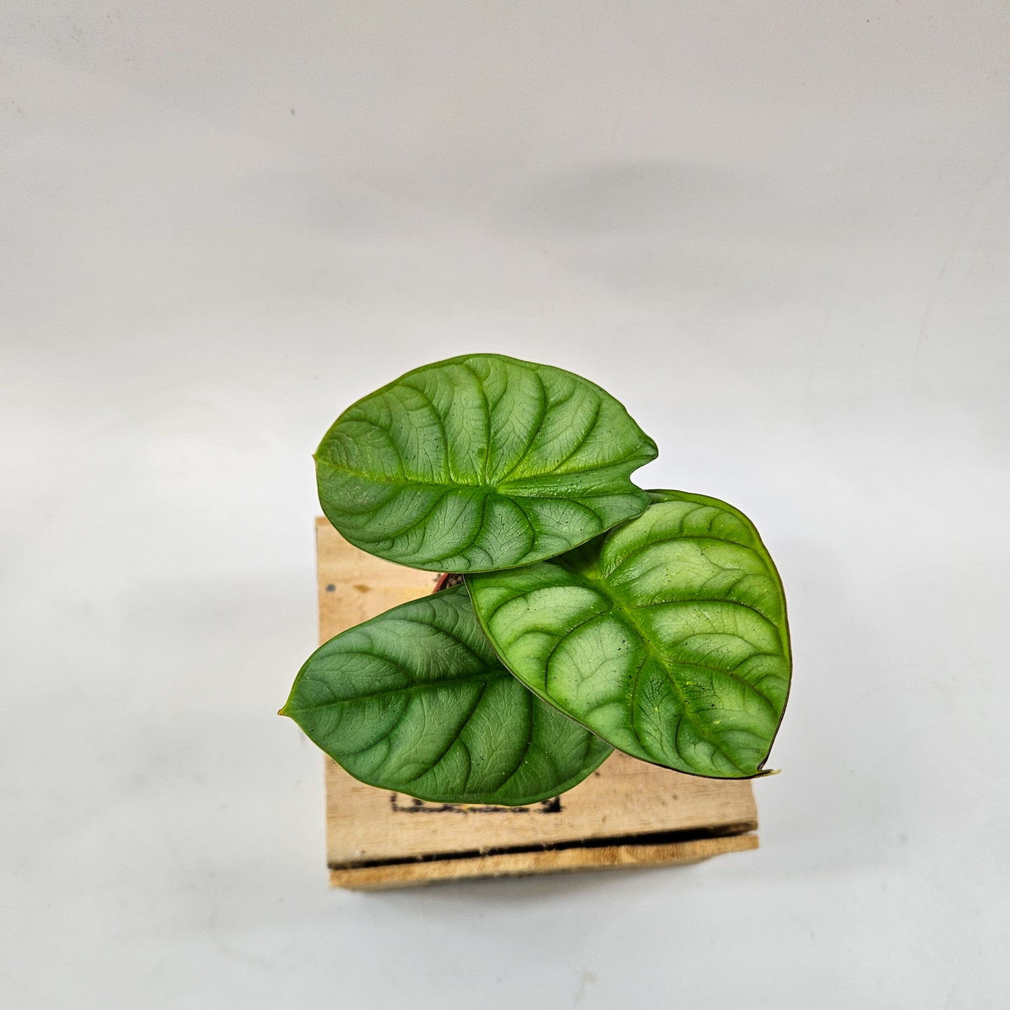 Alocasia Dragon Gold 9cm H15cm