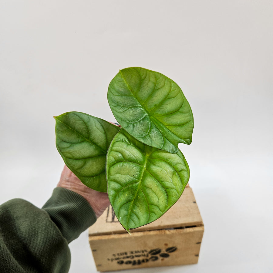 Alocasia 'Dragon Gold'