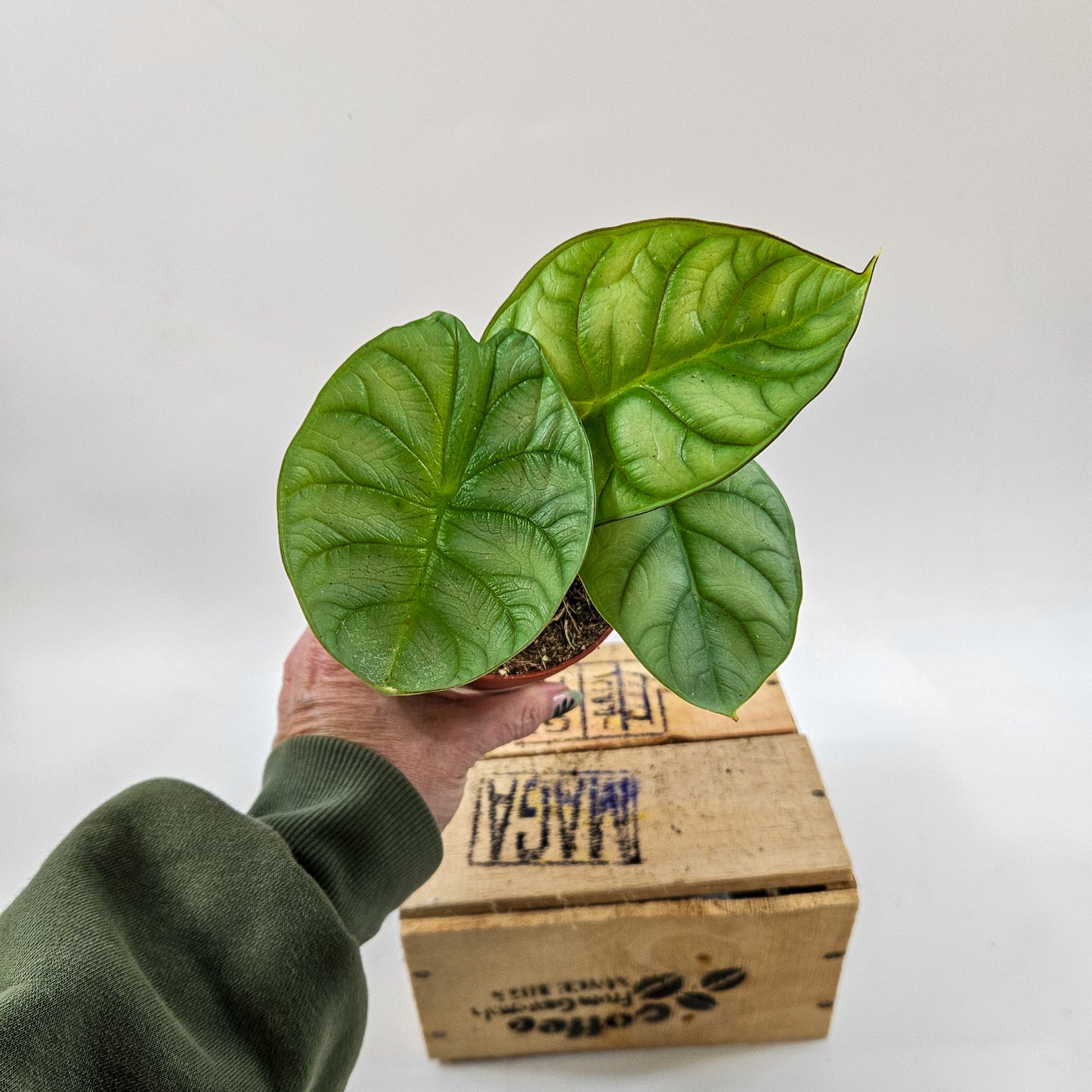 Alocasia Dragon Gold 9cm H15cm