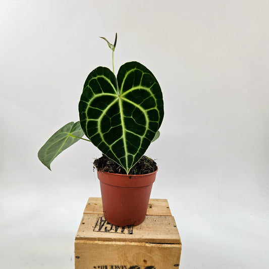Anthurium clarinervium 12cm H35cm