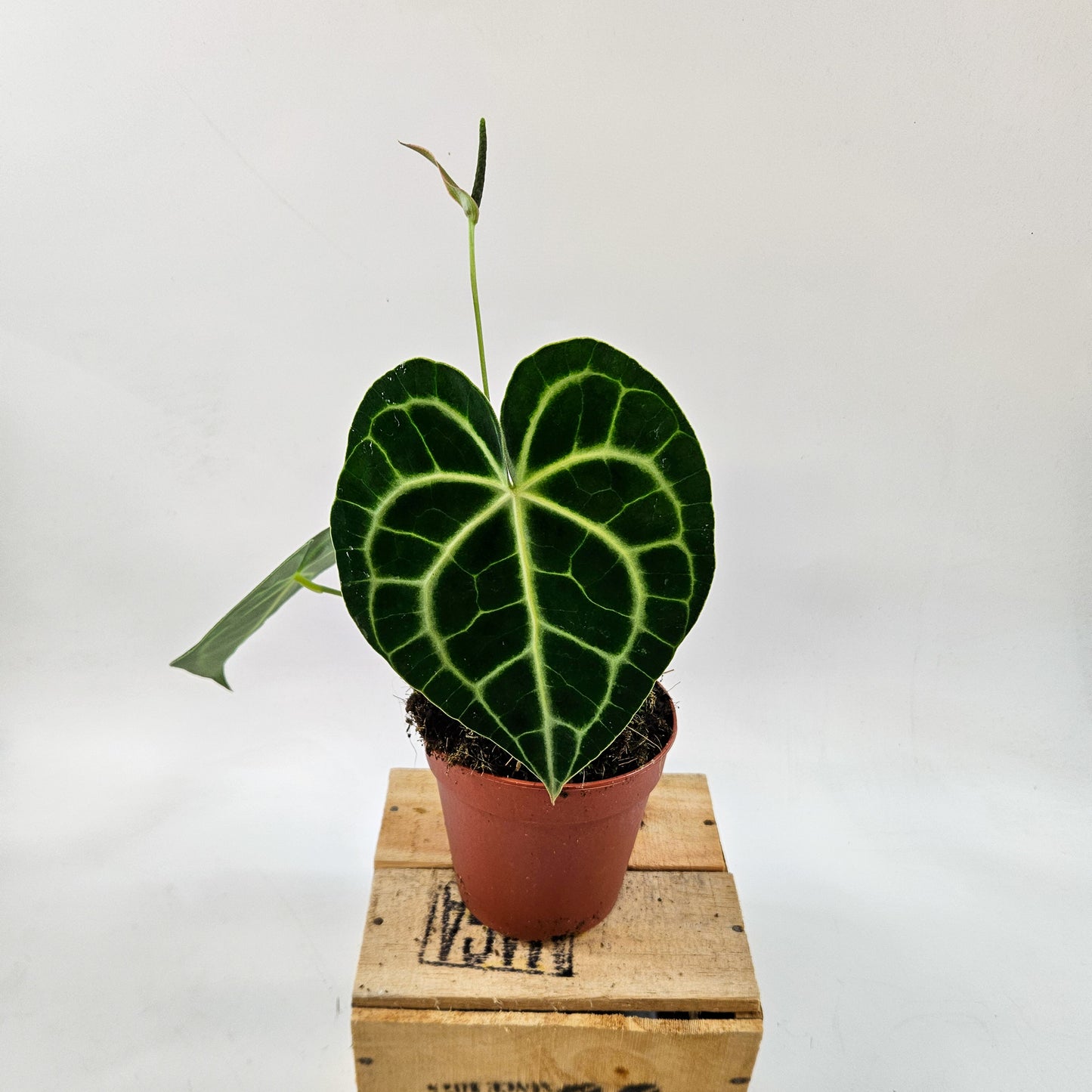 Anthurium clarinervium 12cm H35cm