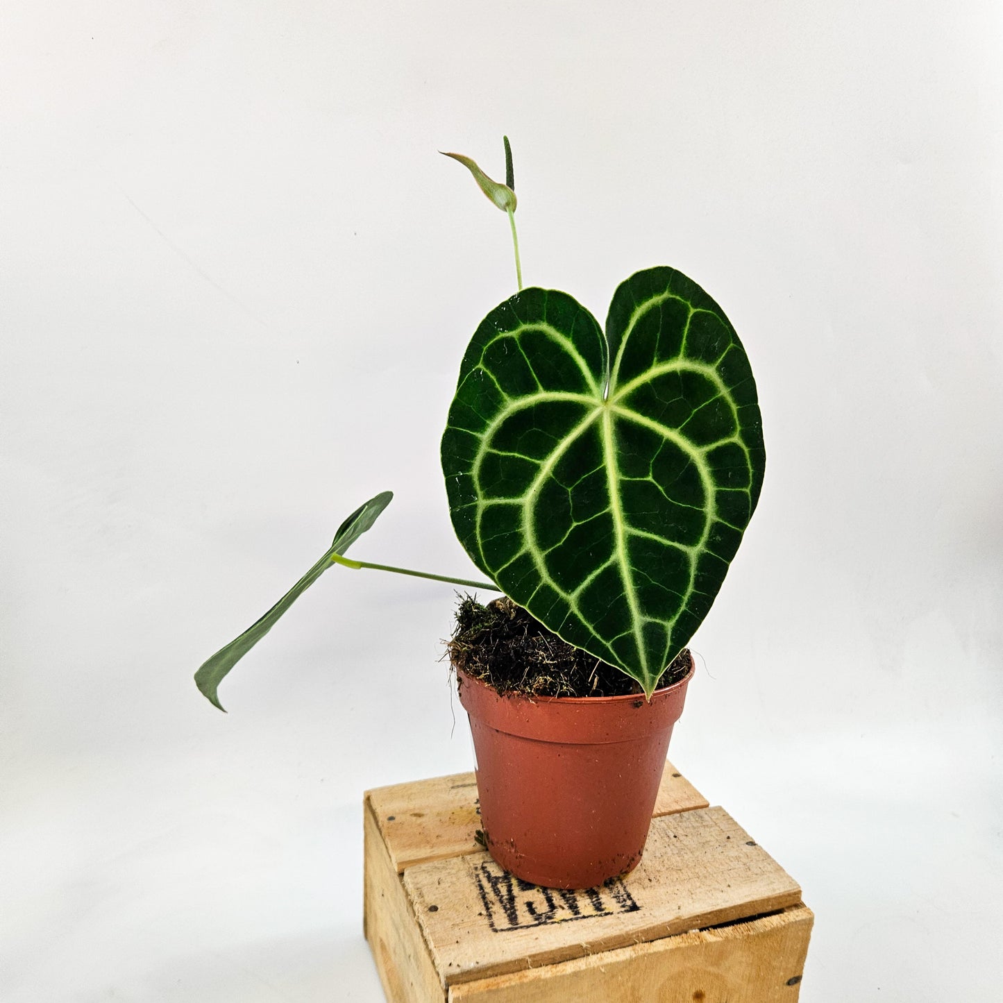 Anthurium clarinervium 12cm H35cm