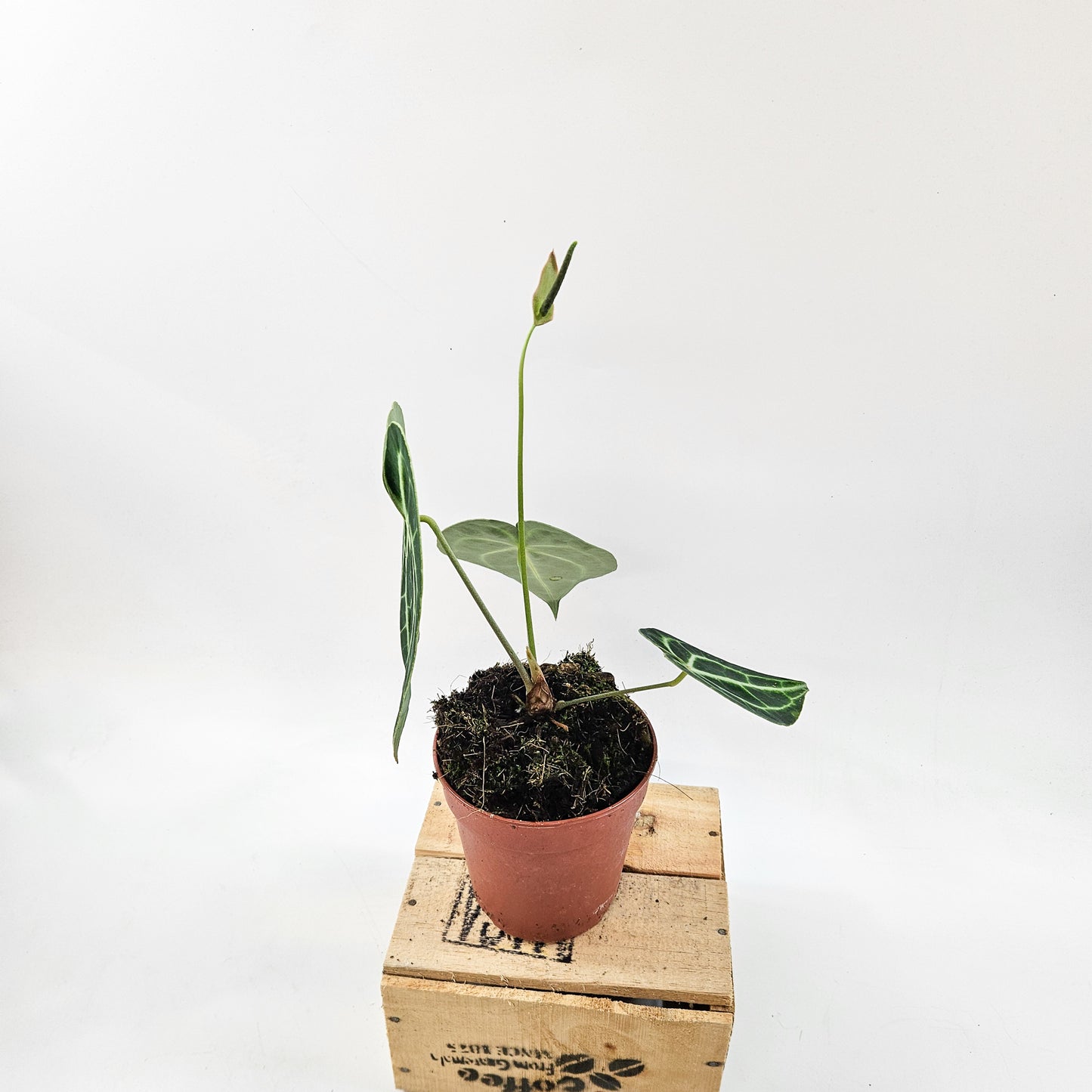 Anthurium clarinervium 12cm H35cm