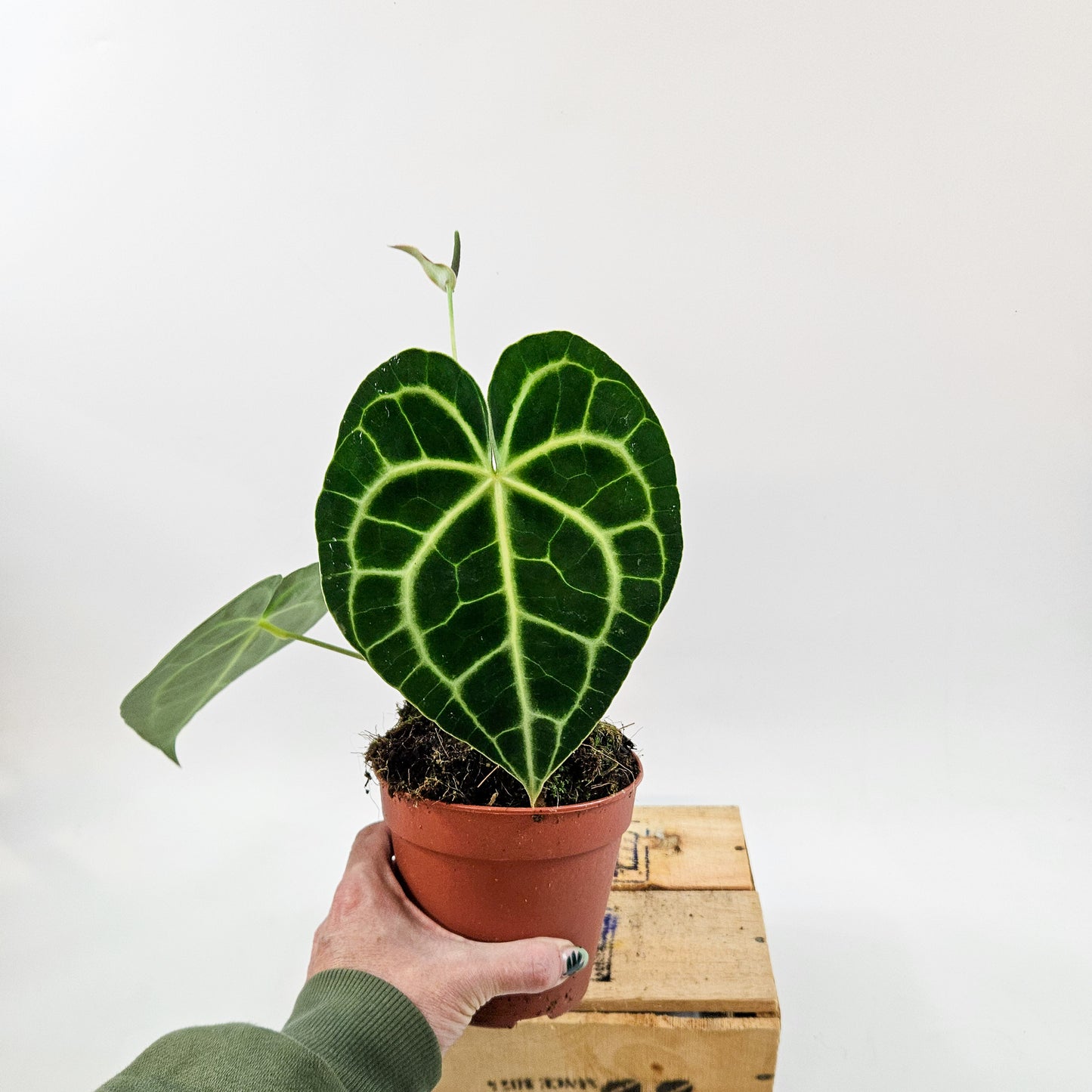 Anthurium clarinervium 12cm H35cm