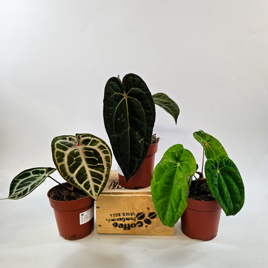 Anthurium mix Hybrid NOID (Choose one from our selection) 12cm H20cm