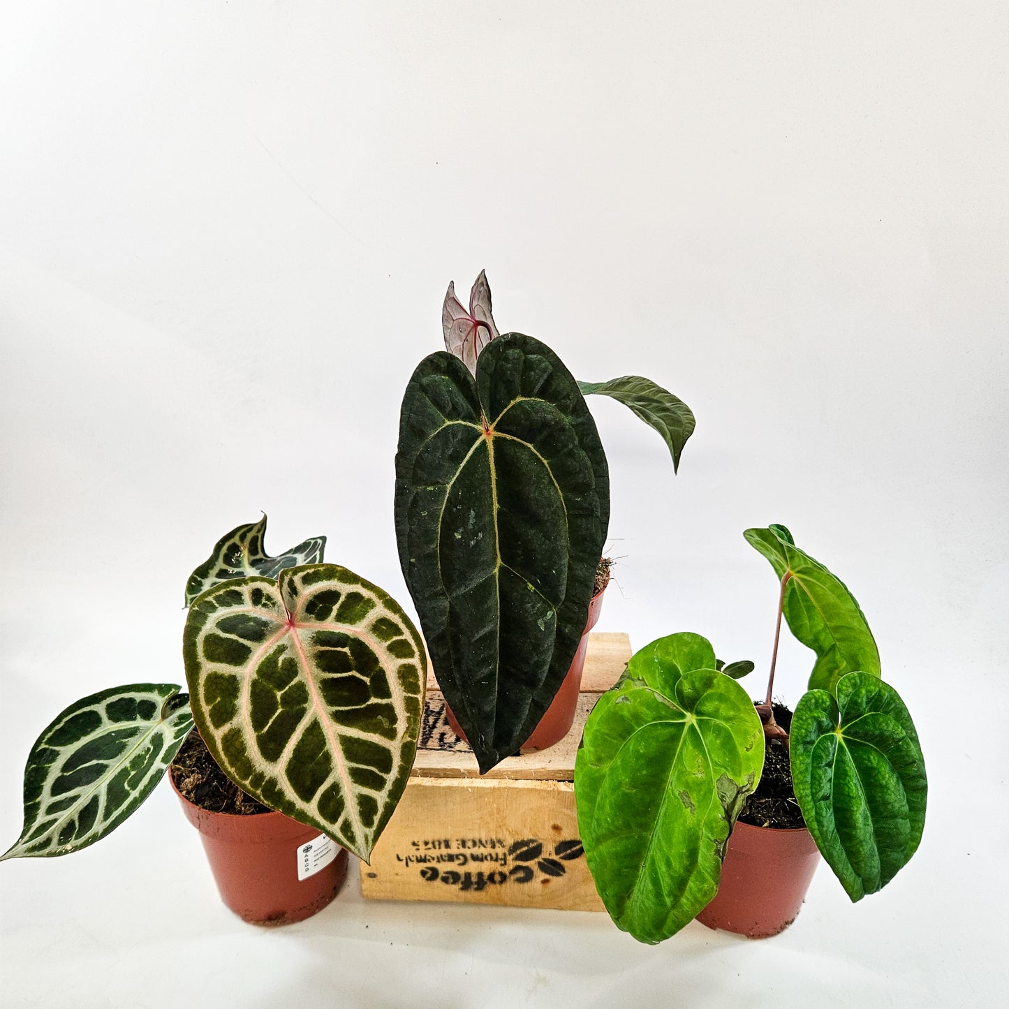 Anthurium mix Hybrid NOID (Choose one from our selection) 12cm H20cm