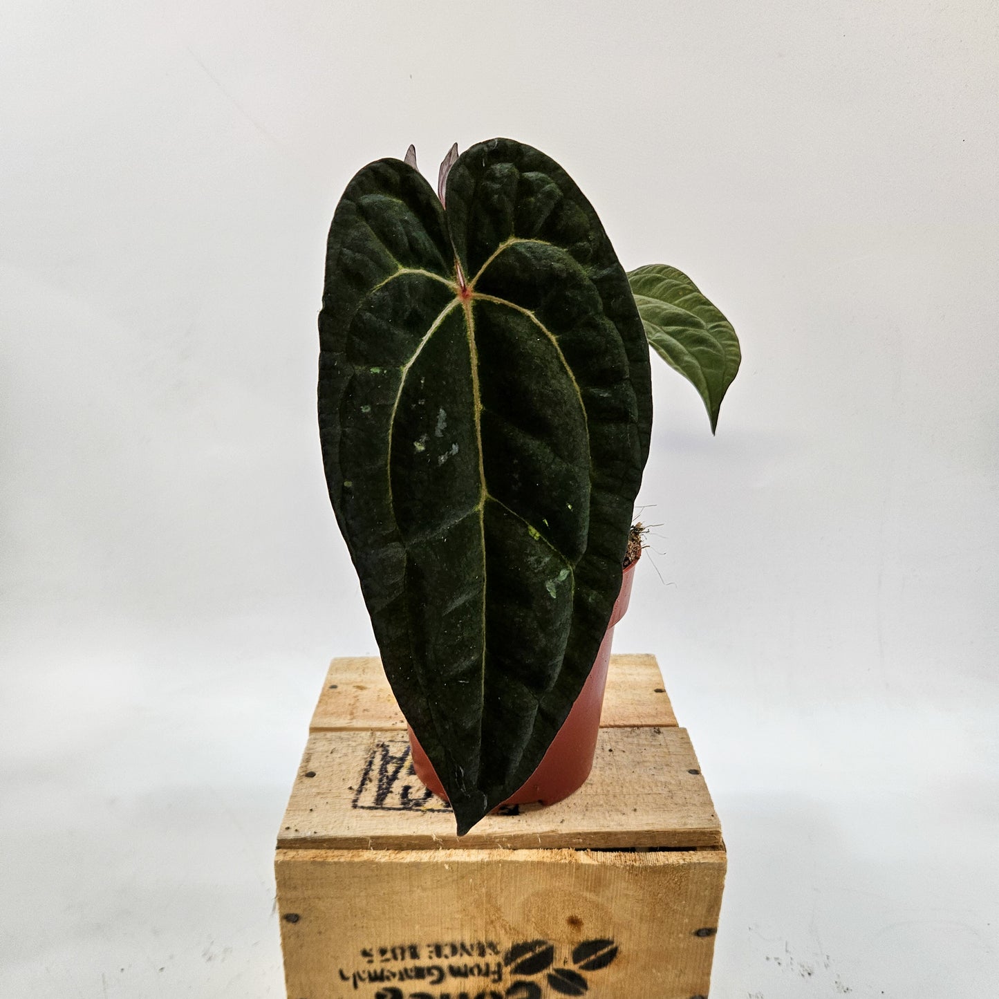 Anthurium mix Hybrid NOID (Choose one from our selection) 12cm H20cm