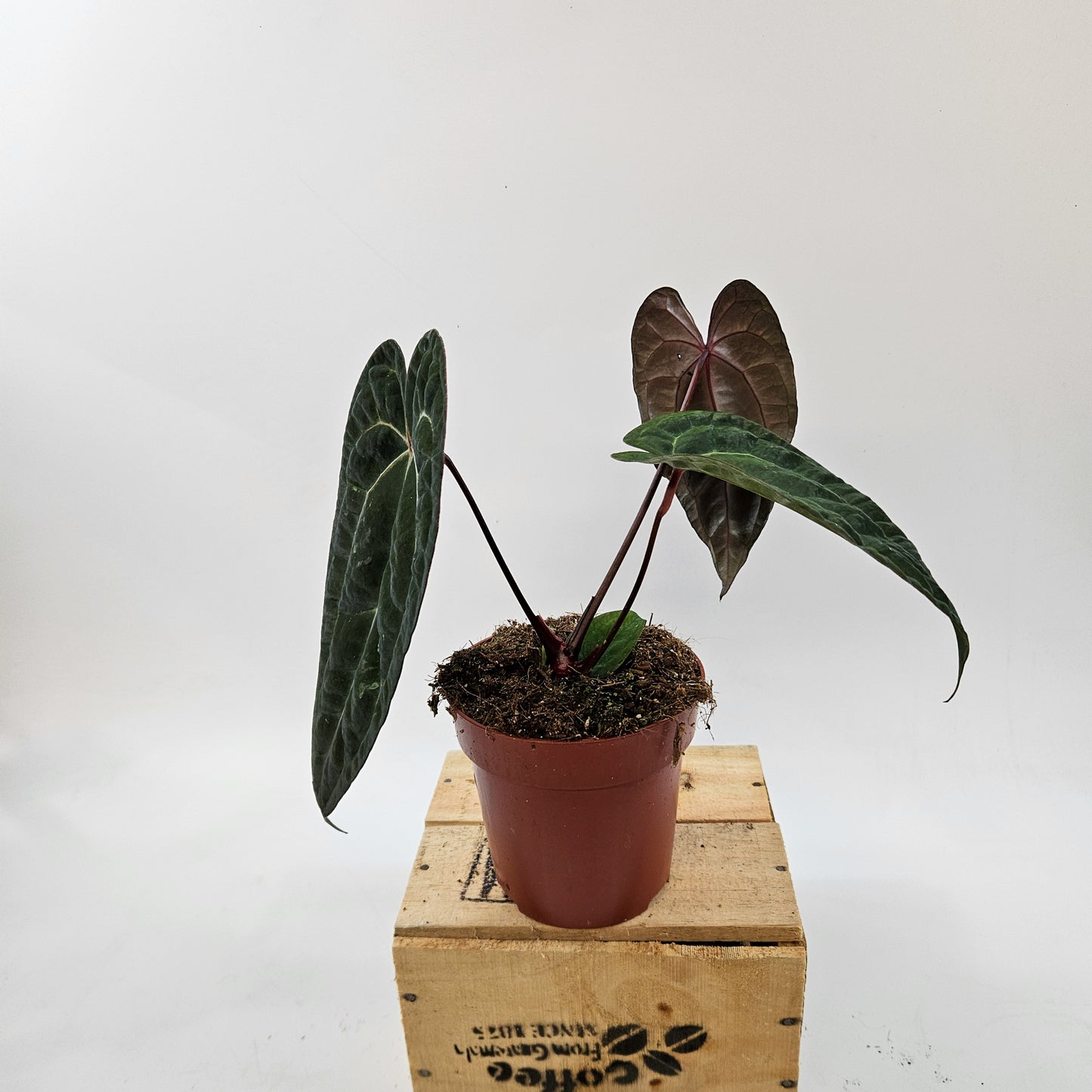 Anthurium mix Hybrid NOID (Choose one from our selection) 12cm H20cm