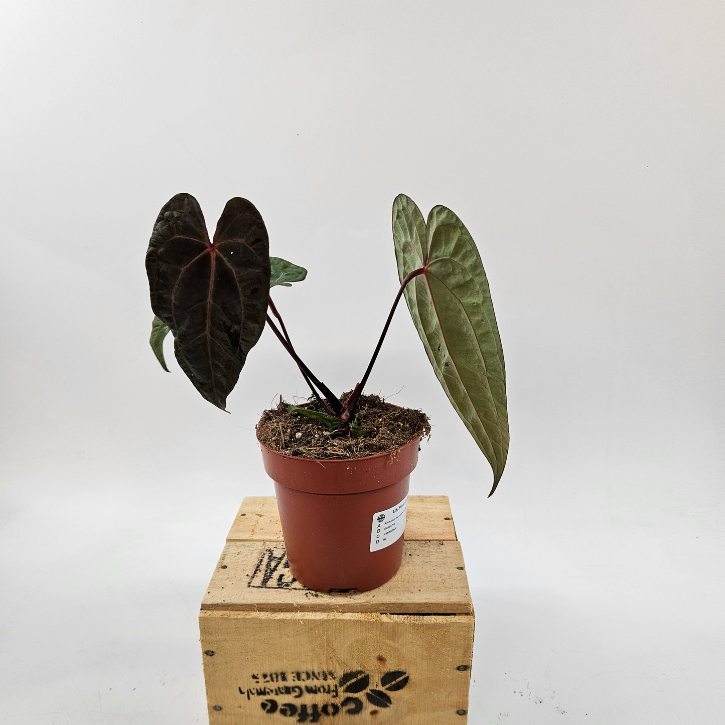 Anthurium mix Hybrid NOID (Choose one from our selection) 12cm H20cm