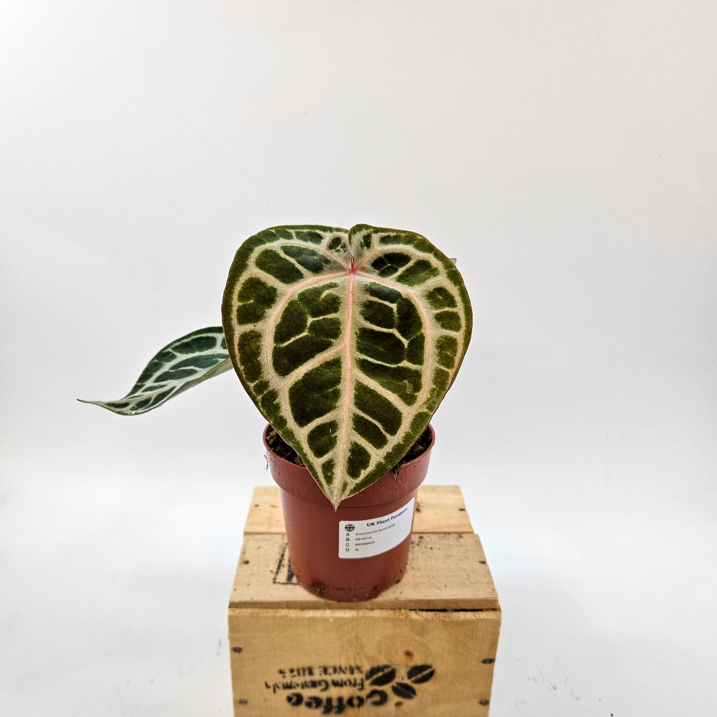 Anthurium mix Hybrid NOID (Choose one from our selection) 12cm H20cm