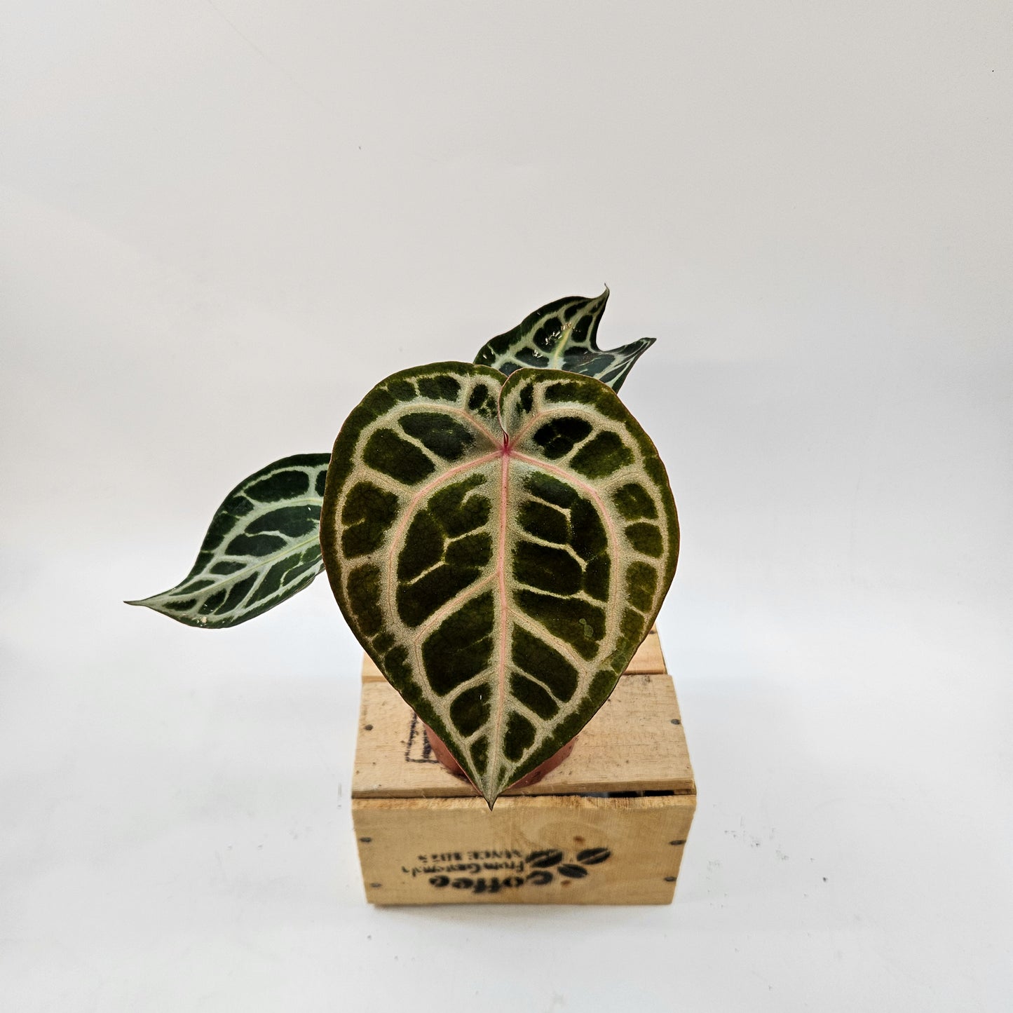 Anthurium mix Hybrid NOID (Choose one from our selection) 12cm H20cm