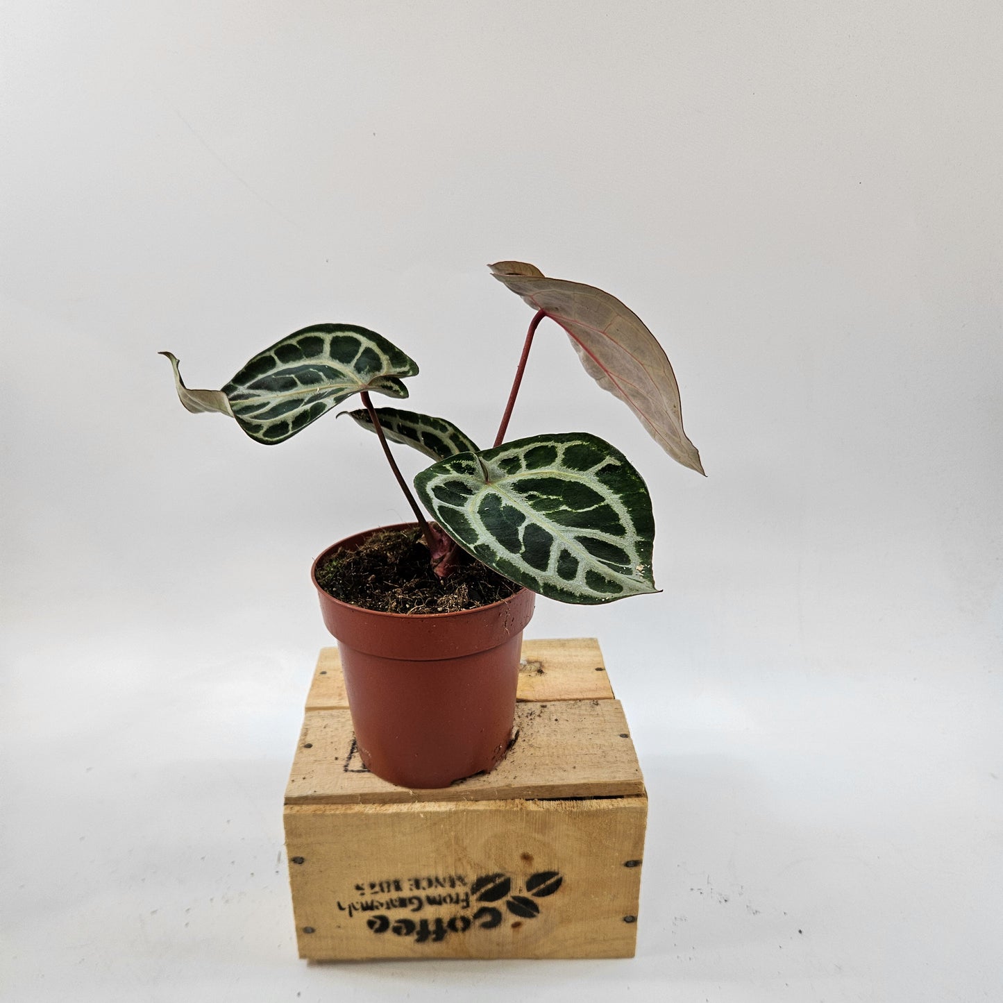 Anthurium mix Hybrid NOID (Choose one from our selection) 12cm H20cm