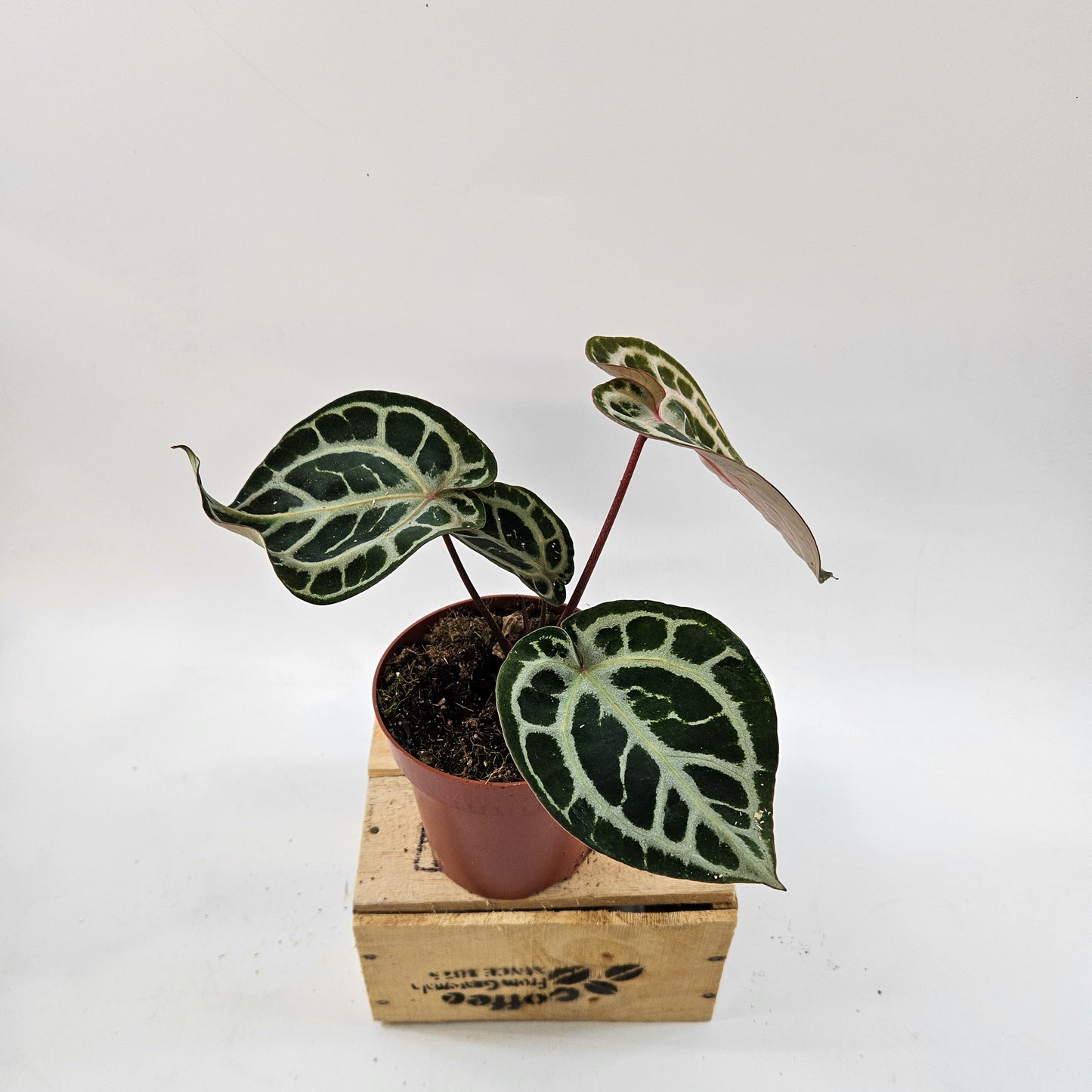 Anthurium mix Hybrid NOID (Choose one from our selection) 12cm H20cm