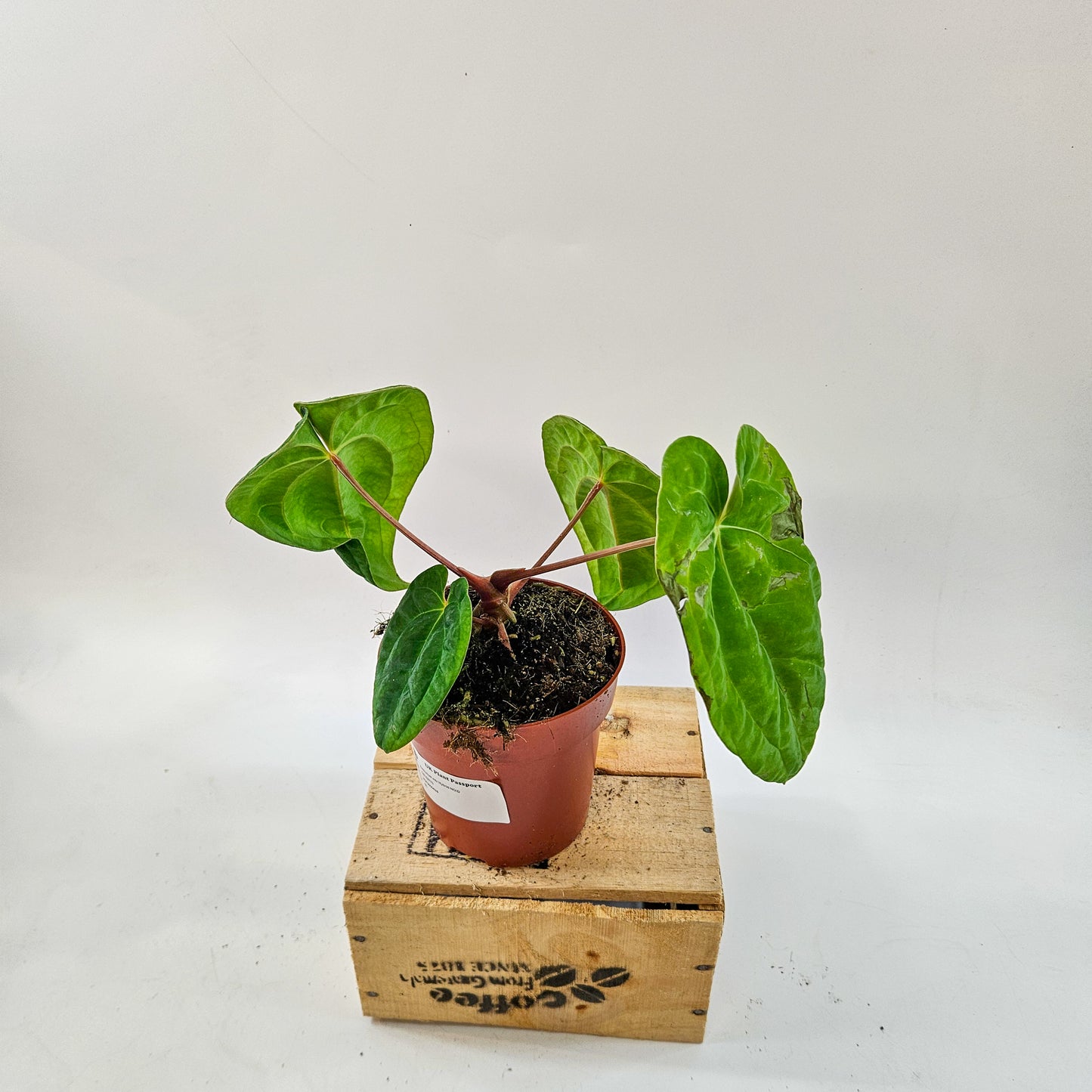 Anthurium mix Hybrid NOID (Choose one from our selection) 12cm H20cm