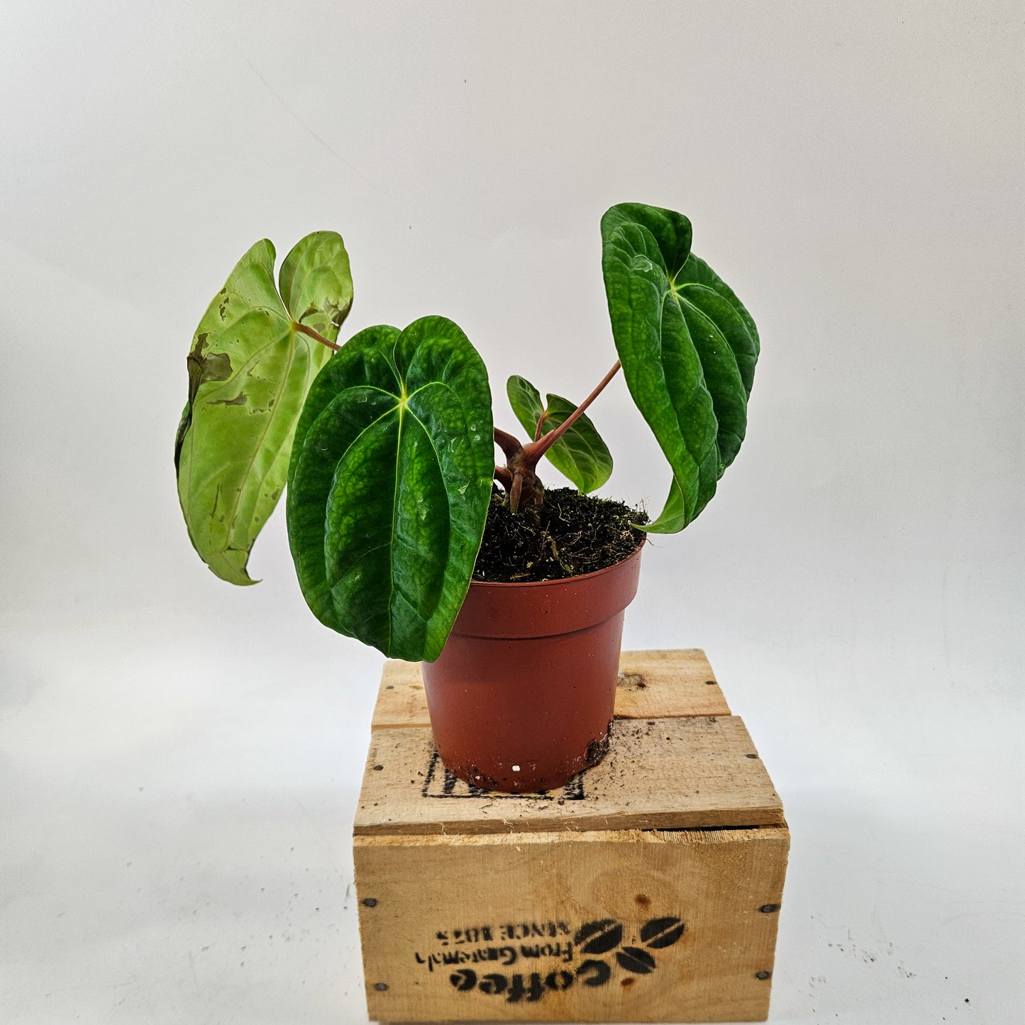 Anthurium mix Hybrid NOID (Choose one from our selection) 12cm H20cm