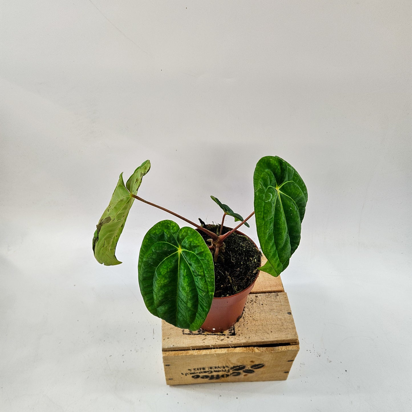 Anthurium mix Hybrid NOID (Choose one from our selection) 12cm H20cm