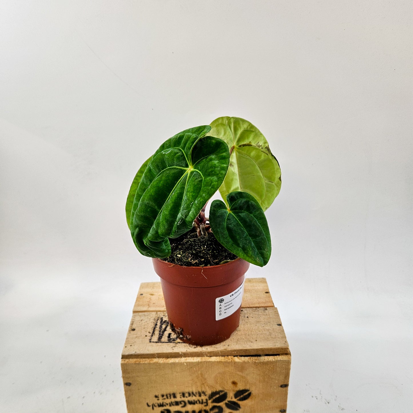 Anthurium mix Hybrid NOID (Choose one from our selection) 12cm H20cm