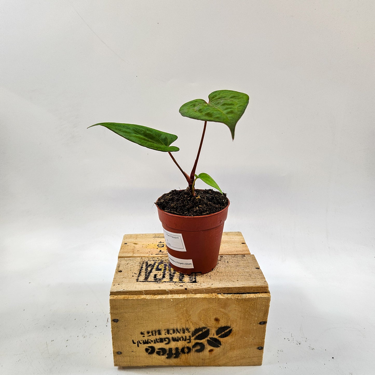 Anthurium King of Spades x Forgetill x Goliath 9cm H15cm