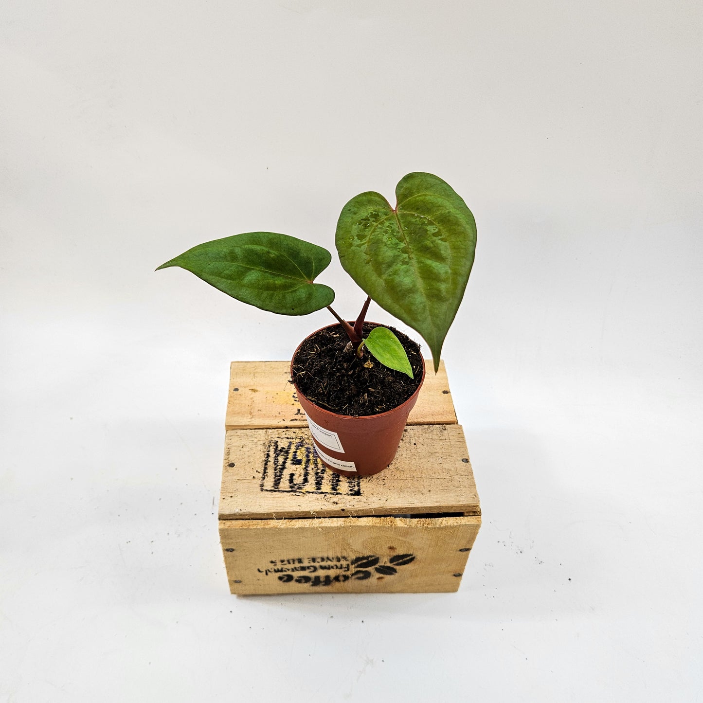 Anthurium King of Spades x Forgetill x Goliath 9cm H15cm